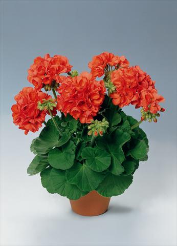 Photo de variété de fleurs à utiliser comme: Pot, Plante à massif, patio Pelargonium zonale pac® Perlenkette Orange