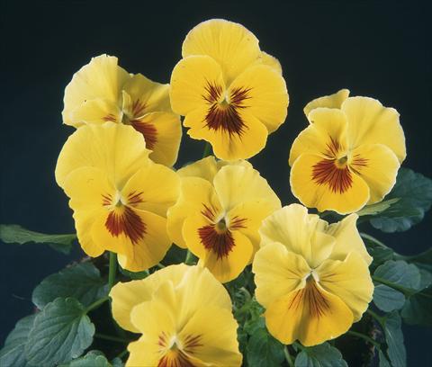 Photo de variété de fleurs à utiliser comme: Pot et Plante à massif Viola wittrockiana Pandora Rainbow Tramonto