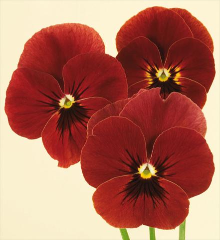 Photo de variété de fleurs à utiliser comme: Pot et Plante à massif Viola wittrockiana Pandora Red Moon