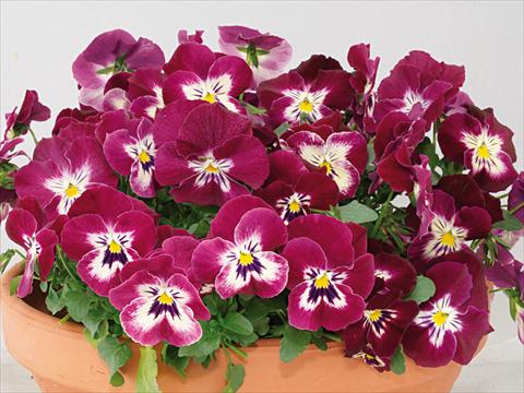 Photo de variété de fleurs à utiliser comme: Pot et Plante à massif Viola wittrockiana Pandora Rose Tricolor