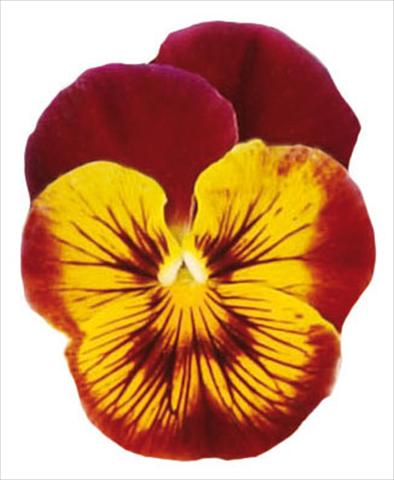 Photo de variété de fleurs à utiliser comme: Pot et Plante à massif Viola wittrockiana Pandora Tiger Face