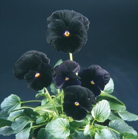 Photo de variété de fleurs à utiliser comme: Pot et Plante à massif Viola wittrockiana Pandora Violet Black