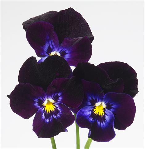 Photo de variété de fleurs à utiliser comme: Pot et Plante à massif Viola wittrockiana Pandora Violet Moon