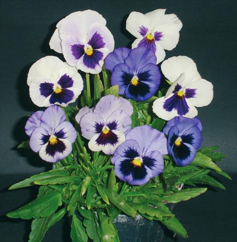 Photo de variété de fleurs à utiliser comme: Pot et Plante à massif Viola wittrockiana Pandora White 2 Blue W Blotch