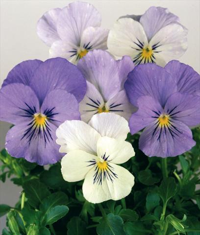 Photo de variété de fleurs à utiliser comme: Pot et Plante à massif Viola wittrockiana Pandora White 2 Blue