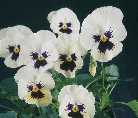Photo de variété de fleurs à utiliser comme: Pot et Plante à massif Viola wittrockiana Pandora White W Blotch