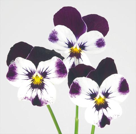 Photo de variété de fleurs à utiliser comme: Pot et Plante à massif Viola wittrockiana Pandora White W Purple Top