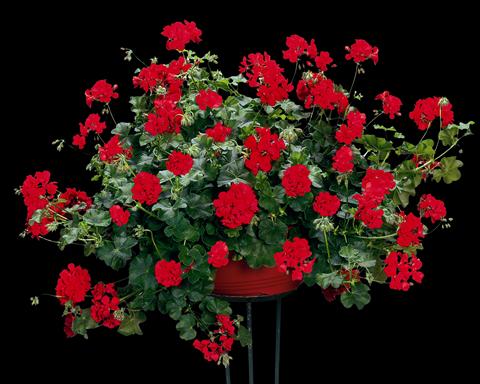 Photo de variété de fleurs à utiliser comme: Plante à massif, patio, Suspension Pelargonium peltatum pac® Scarletit