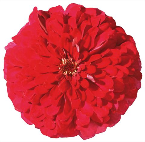 Photo de variété de fleurs à utiliser comme: Plante à massif/ plante de bordure Zinnia elegans Master Cherry Rose