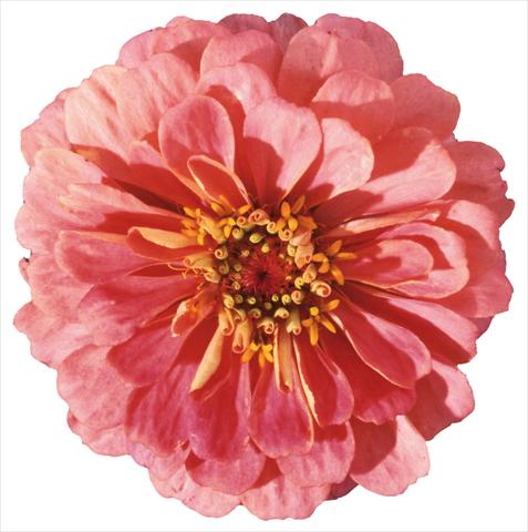 Photo de variété de fleurs à utiliser comme: Plante à massif/ plante de bordure Zinnia elegans Master Pink