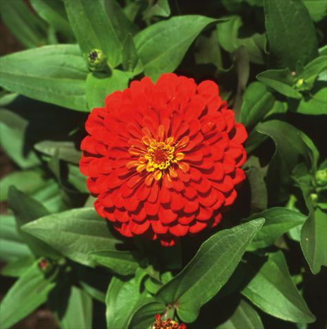 Photo de variété de fleurs à utiliser comme: Plante à massif/ plante de bordure Zinnia elegans Master Scarlet