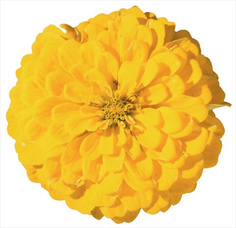 Photo de variété de fleurs à utiliser comme: Plante à massif/ plante de bordure Zinnia elegans Master Yellow