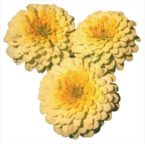 Photo de variété de fleurs à utiliser comme: Plante à massif/ plante de bordure Zinnia elegans Topolino Lemon 2 Yellow