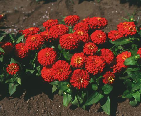 Photo de variété de fleurs à utiliser comme: Plante à massif/ plante de bordure Zinnia elegans Topolino Scarlet