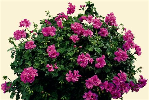 Photo de variété de fleurs à utiliser comme: Plante à massif, patio, Suspension Pelargonium peltatum pac® Amelit