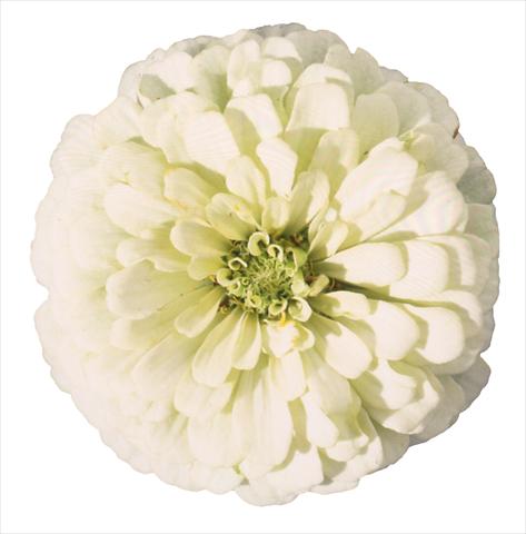 Photo de variété de fleurs à utiliser comme: Plante à massif/ plante de bordure Zinnia elegans Topolino White