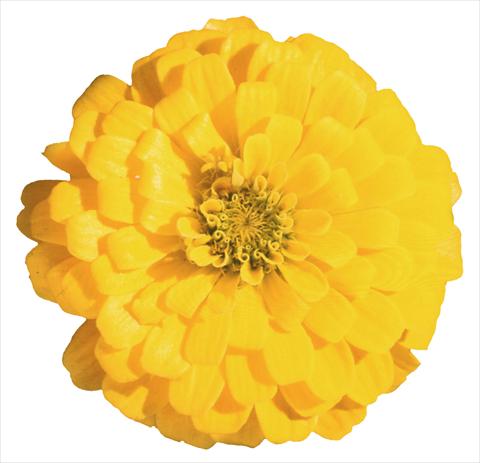 Photo de variété de fleurs à utiliser comme: Plante à massif/ plante de bordure Zinnia elegans Topolino Yellow