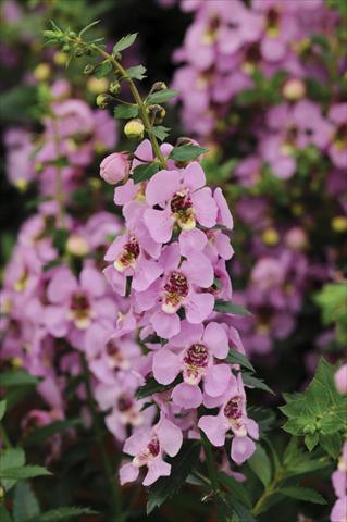 Photo de variété de fleurs à utiliser comme: Pot, Plante à massif, patio, Suspension Angelonia Archangel Pink