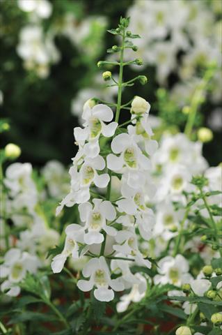 Photo de variété de fleurs à utiliser comme: Pot, Plante à massif, patio, Suspension Angelonia Archangel White