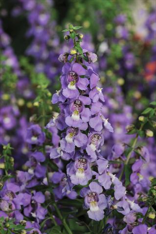 photo of flower to be used as: Pot, bedding, patio, basket Angelonia Serena™ Blue