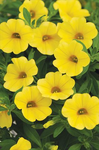 Photo de variété de fleurs à utiliser comme: Pot, Plante à massif, patio, Suspension Calibrachoa Cabaret™ Yellow