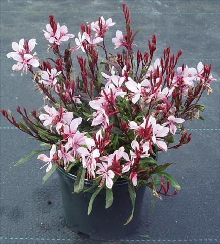 Photo de variété de fleurs à utiliser comme: Plante à massif/ plante de bordure Gaura lindheimeri Gaudi™ Pink