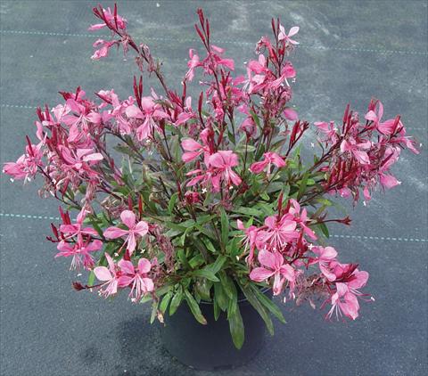 Photo de variété de fleurs à utiliser comme: Plante à massif/ plante de bordure Gaura lindheimeri Gaudi™ Rose