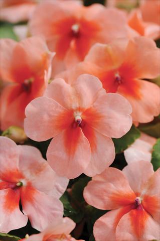 Photo de variété de fleurs à utiliser comme: Pot et Plante à massif Impatiens walleriana DeZire™ F1 Peach Splash