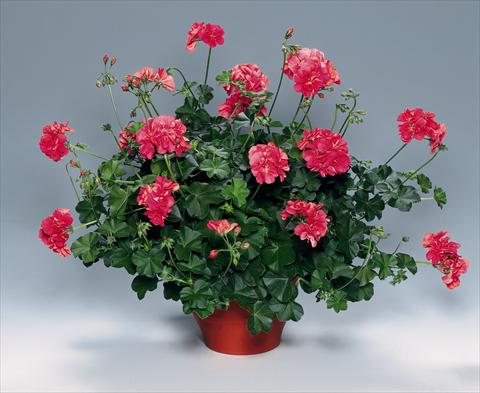 Photo de variété de fleurs à utiliser comme: Plante à massif, patio, Suspension Pelargonium peltatum pac® Apricot