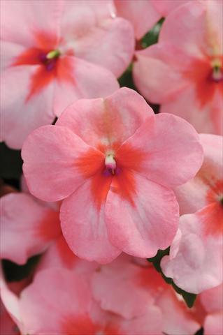 Photo de variété de fleurs à utiliser comme: Pot et Plante à massif Impatiens walleriana DeZire™ F1 Pink Splash