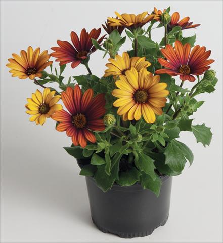Photo de variété de fleurs à utiliser comme: Pot et Plante à massif Osteospermum ecklonis Astra™ Fire