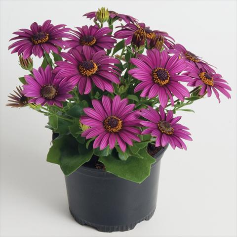 Photo de variété de fleurs à utiliser comme: Pot et Plante à massif Osteospermum ecklonis Astra™ Purple