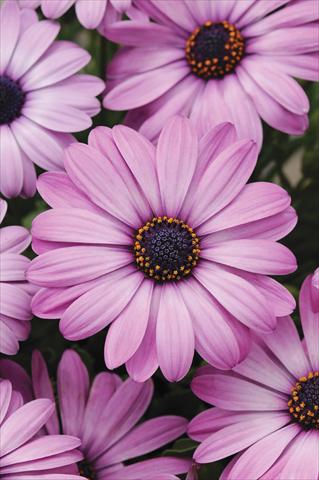 Photo de variété de fleurs à utiliser comme: Pot et Plante à massif Osteospermum Akila™ Lavender Shades