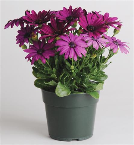 Photo de variété de fleurs à utiliser comme: Pot et Plante à massif Osteospermum Akila™ Purple
