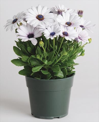 Photo de variété de fleurs à utiliser comme: Pot et Plante à massif Osteospermum Akila™ White
