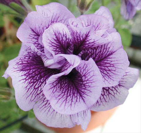 Photo de variété de fleurs à utiliser comme: Pot, Plante à massif, patio, Suspension Petunia Viva® Double Purple Vein