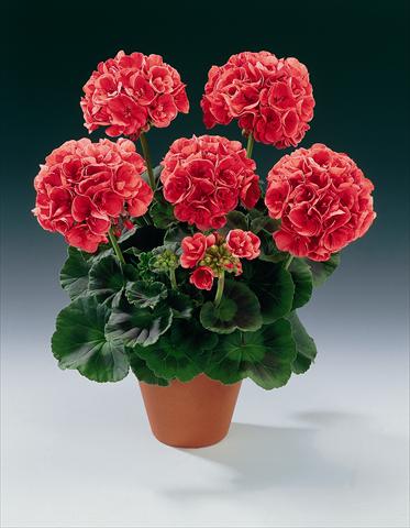 Photo de variété de fleurs à utiliser comme: Pot, Plante à massif, patio Pelargonium zonale pac® Bergpalais