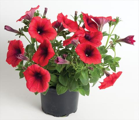 Photo de variété de fleurs à utiliser comme: Pot, Plante à massif, patio, Suspension Petunia Viva® Exclusive Fire
