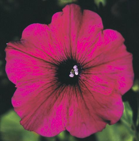 Photo de variété de fleurs à utiliser comme: Pot, Plante à massif, patio, Suspension Petunia Viva® Exclusive Purple