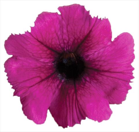 Photo de variété de fleurs à utiliser comme: Pot, Plante à massif, patio, Suspension Petunia Viva® Select Burgundy