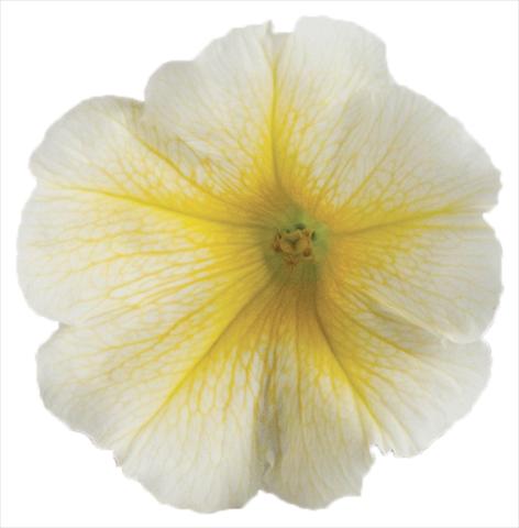 Photo de variété de fleurs à utiliser comme: Pot, Plante à massif, patio, Suspension Petunia Viva® Select Yellow 2012