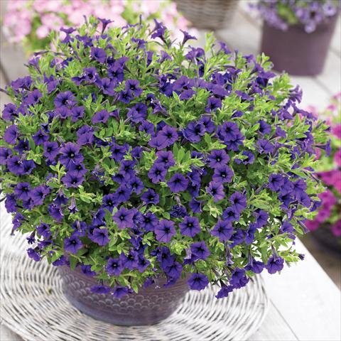 Photo de variété de fleurs à utiliser comme: Pot, Plante à massif, patio, Suspension Petunia Vivini™ Blue