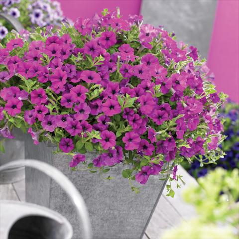 Photo de variété de fleurs à utiliser comme: Pot, Plante à massif, patio, Suspension Petunia Vivini ™Purple