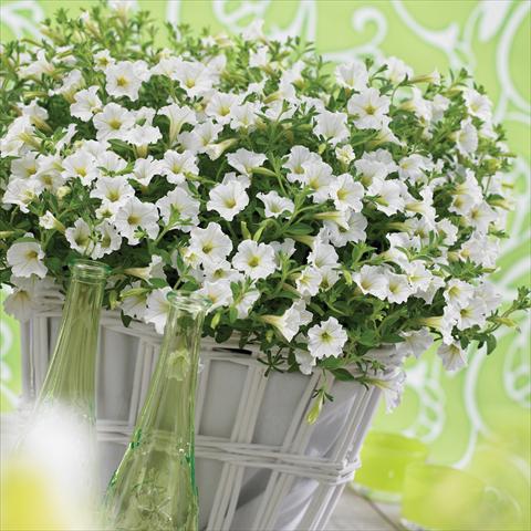 Photo de variété de fleurs à utiliser comme: Pot, Plante à massif, patio, Suspension Petunia Vivini™ White