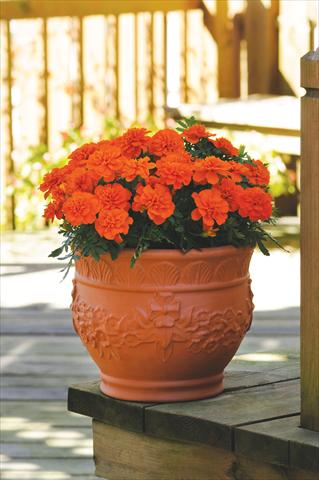 Photo de variété de fleurs à utiliser comme: Plante à massif/ plante de bordure Tagetes patula nana Bonanza F1 Deep Orange