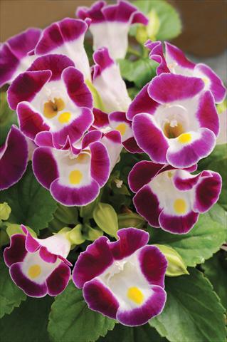 Photo de variété de fleurs à utiliser comme: Pot, Plante à massif, patio Torenia Kauai™ Burgundy