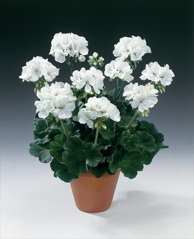 Photo de variété de fleurs à utiliser comme: Pot, Plante à massif, patio Pelargonium zonale pac® Glacis