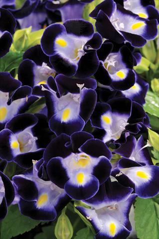 Photo de variété de fleurs à utiliser comme: Pot, Plante à massif, patio Torenia Kauai™ Deep Blue