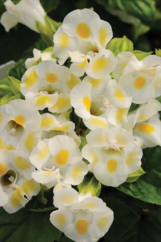 Photo de variété de fleurs à utiliser comme: Pot, Plante à massif, patio Torenia Kauai™ Lemon Drop