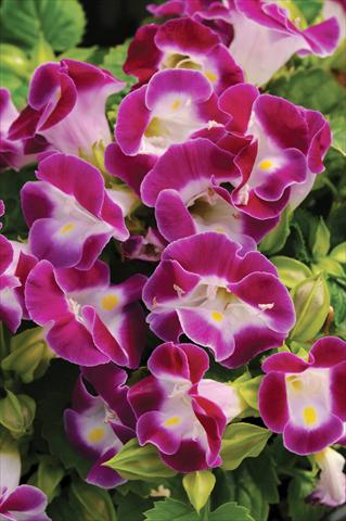 Photo de variété de fleurs à utiliser comme: Pot, Plante à massif, patio Torenia Kauai™ Magenta